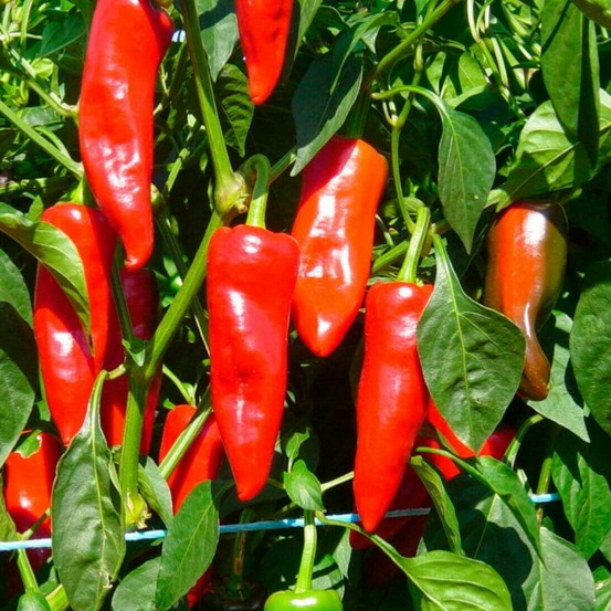 Plant piment basque (gorria) bio