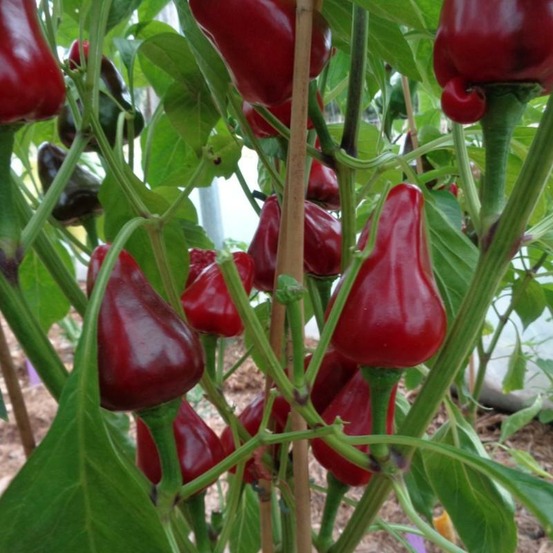 Plant poivron caviar calabrais bio