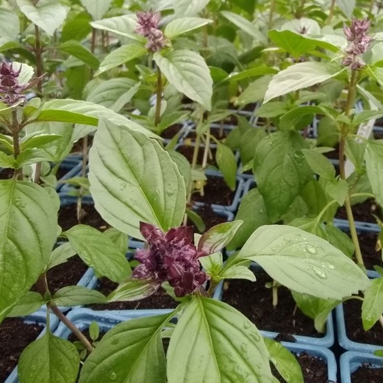 Plant basilic cannelle bio