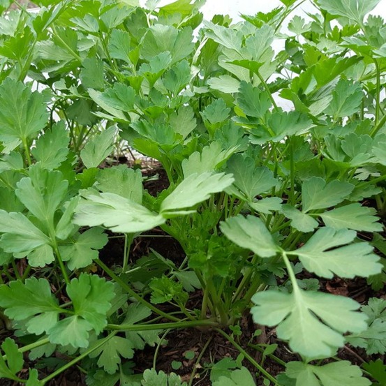 Plant persil plat géant d'italie bio