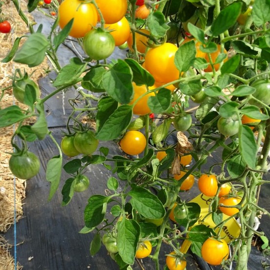 Plant tomate cerise jaune gold nugget bio
