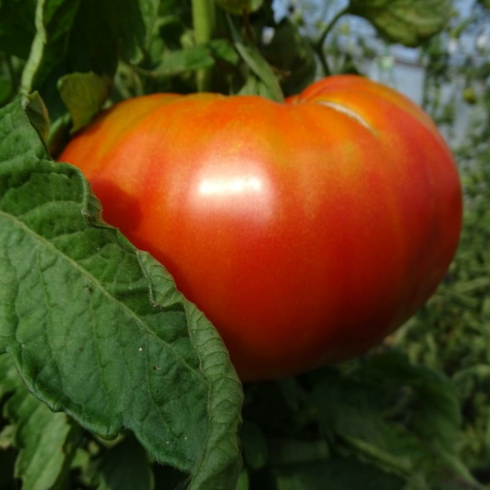 Plant tomate ancienne grosse russe bio