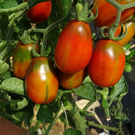 Plant tomate ancienne prune noire bio