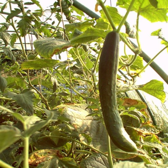 Plant de concombre long ancienne telegraph bio