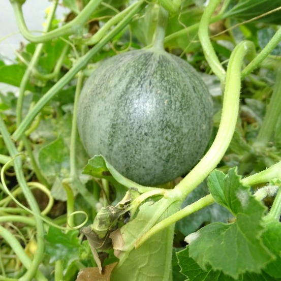 Plant melon petit gris de rennes bio