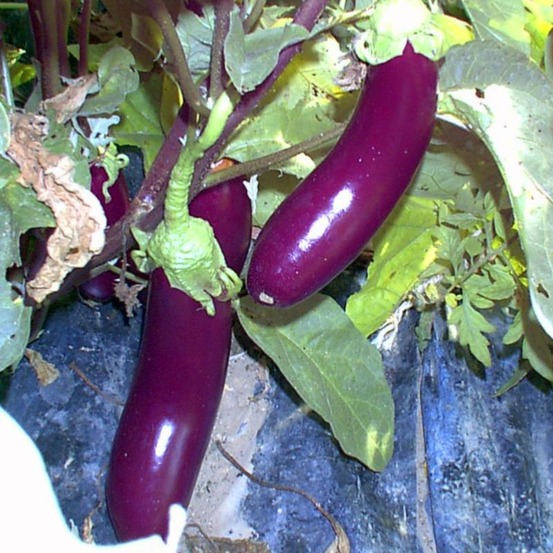 Plant d'aubergine longue violette barbentane bio