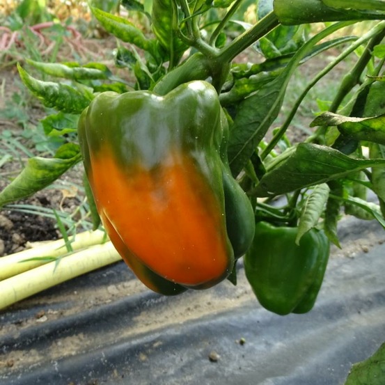 Plant poivron orange etiuda bio