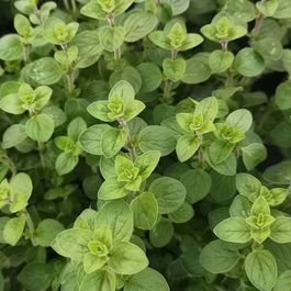 Plant Origan Commun Bio origanum Vulgare Truffaut plant-origan-commun-bio-origanum-vulgare-truffaut