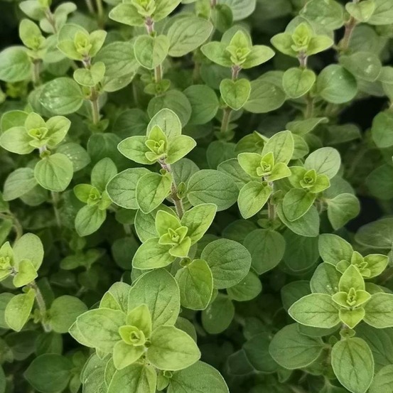 Plant origan commun bio (origanum vulgare)