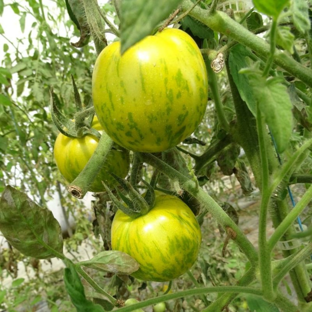 Plant tomate ancienne green zebra bio
