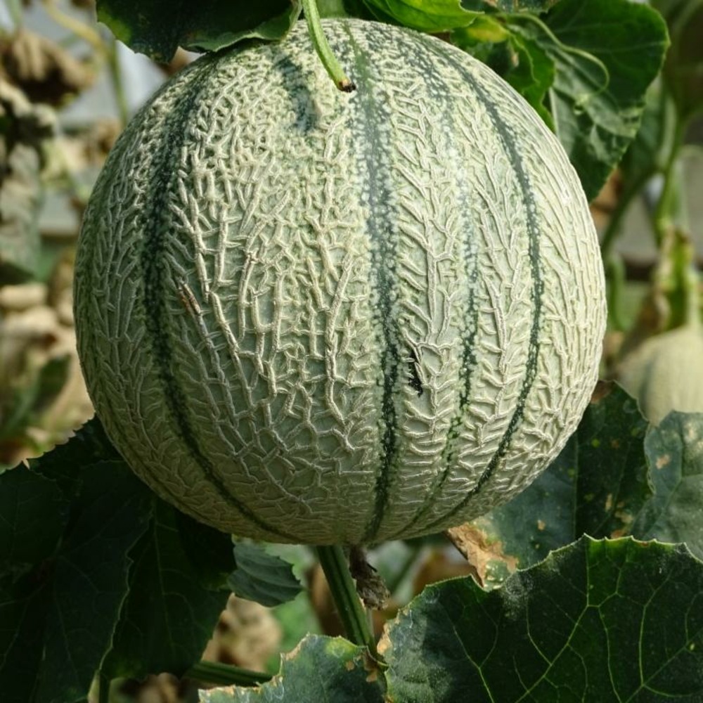 Plant melon charentais précoce du roc bio Truffaut
