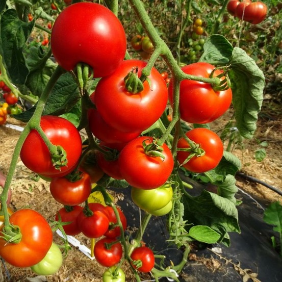 Plant tomate ancienne matina bio
