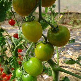 Tomates Raisins Plant tomate cerise raisin vert bio | Truffaut