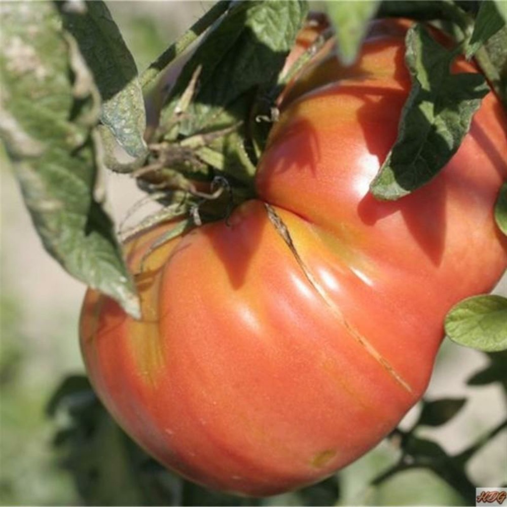 Plant tomate ancienne beefsteak bio