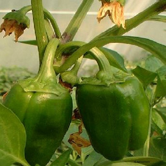 Plant poivron california wonder rouge carré bio