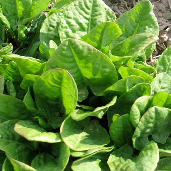 Plant oseille commune bio