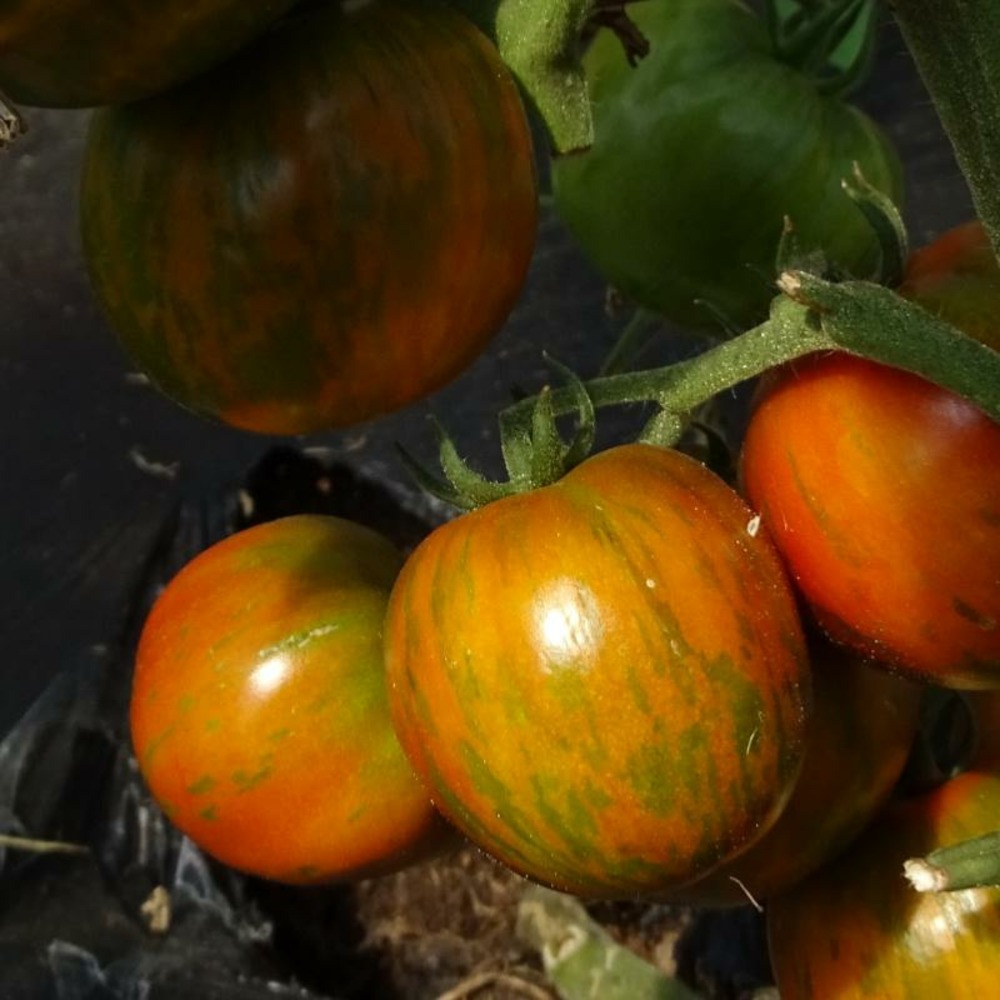 Plant tomate ancienne black zebra bio