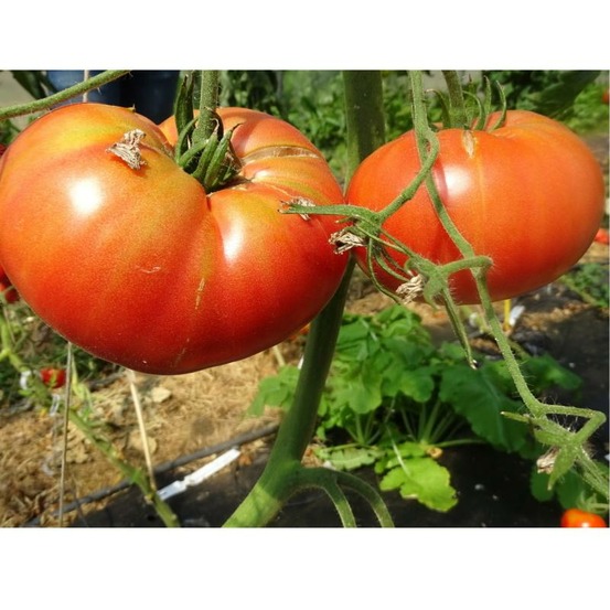 Plant tomate ancienne brandywine rose bio