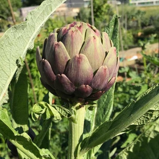 Plant artichaut violet de provence bio
