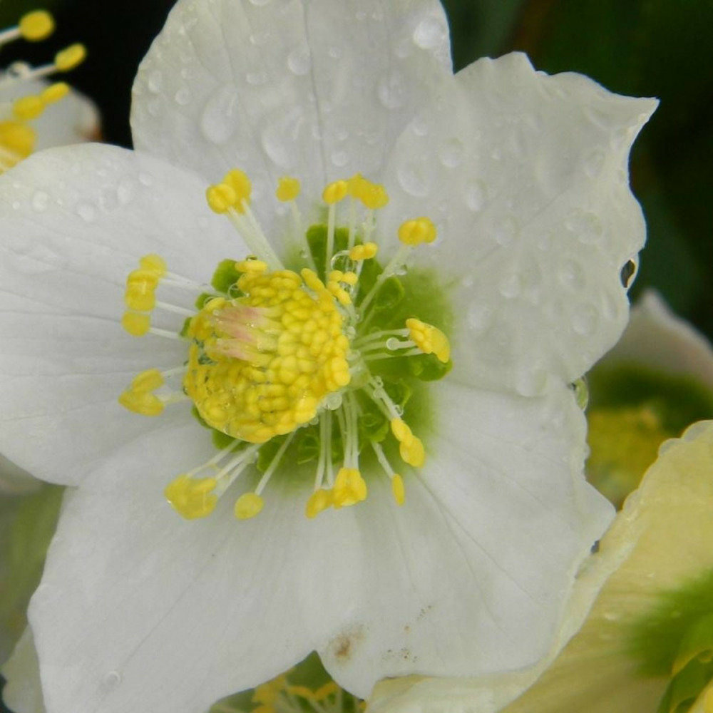 Hellébore orientale white lady lot de 9 godets