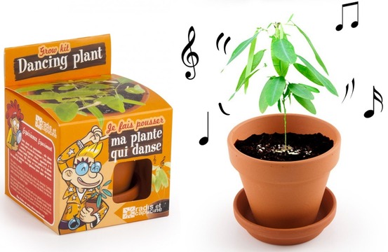 Je fais pousser ma plante qui danse