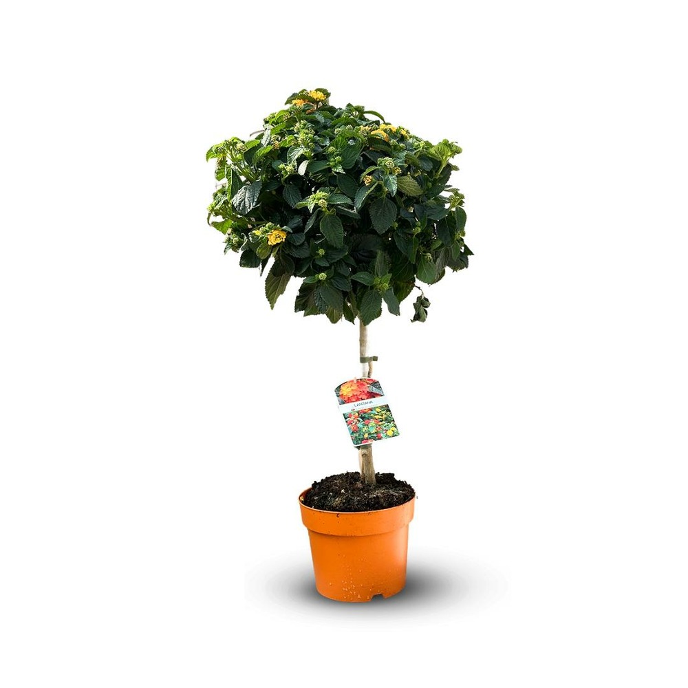 Lantana tige - plante fleurie - ↕ 80-90 cm - ⌀ 19 cm - plante d'extérieur
