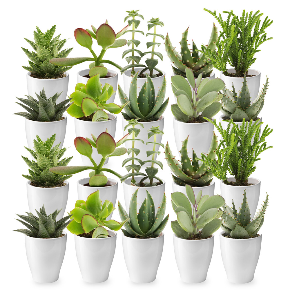 Mini-suculentes (20 pièces) avec pot de 6 cm - cadeau