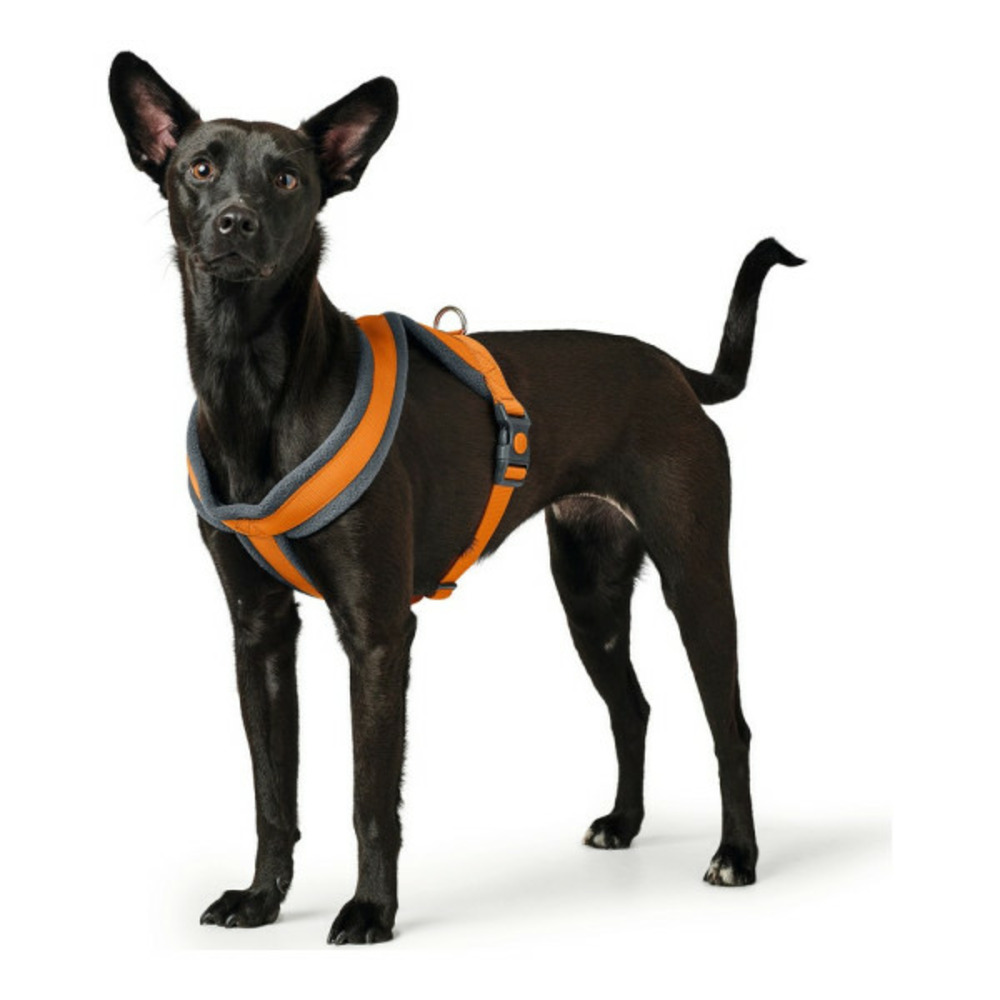 Harnais pour chien london comfort 39-47 cm orange xs/s