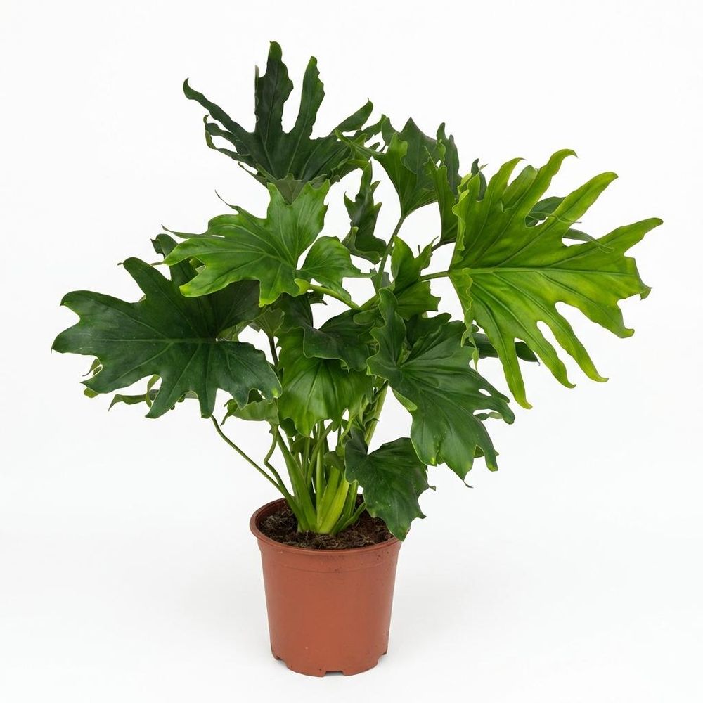 Philodendron - philodendron lickety split - pot de 19cm - hauteur 70cm