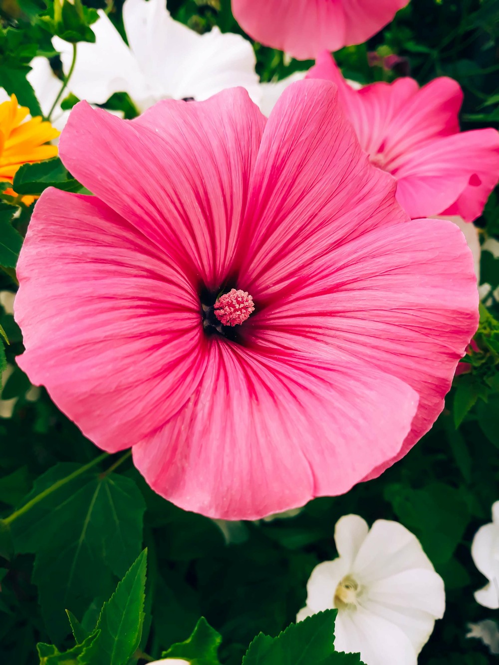 Sachet de graines de lavatère à grande fleur varié - sachet de 2 grammes - petite entreprise française