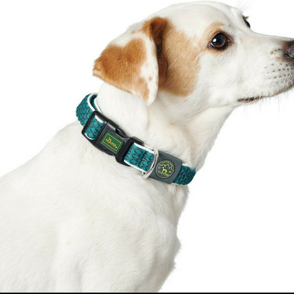 Collier pour chien basic fil bleu taille m blue (33-50 cm)