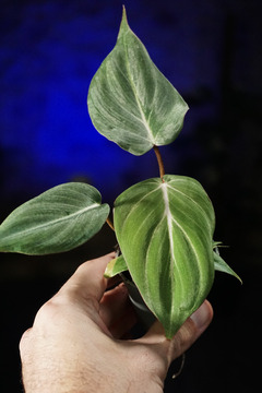 Philodendron gloriosum s