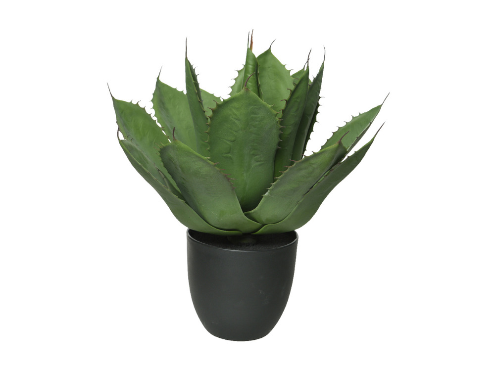 Agave parrasana en pot plastique