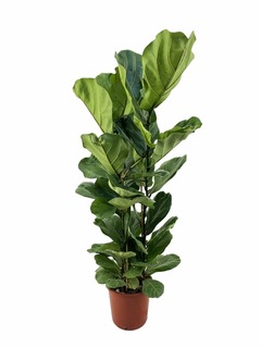 Ficus lyrata - pot ⌀24 cm - h. 80-100cm (hauteur pot incluse)