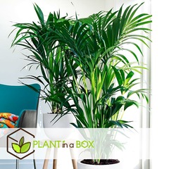Palmier kentia - pot ⌀21 cm - h. 130-140cm (hauteur pot incluse)
