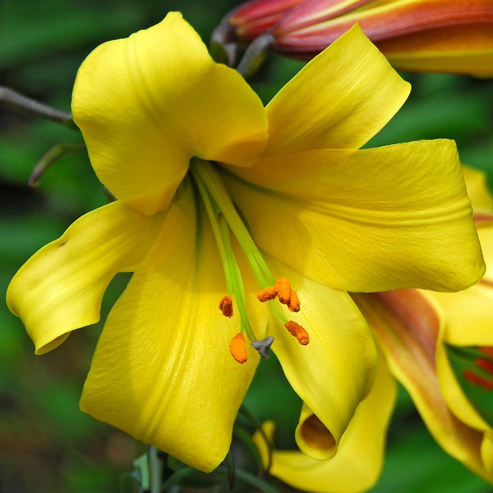 Bulbes de lys golden splendour x10 qualité supérieure calibre 16/18 ...