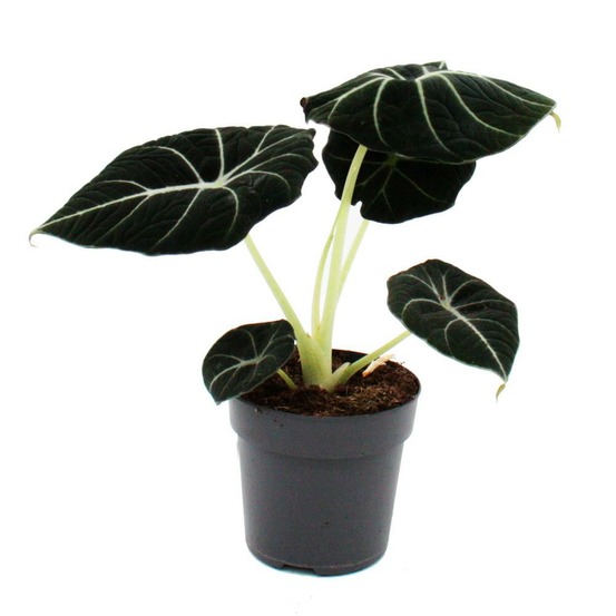 Alocasia reginula black velvet - arum tropical - alocasia - feuille flèche - pot 11cm