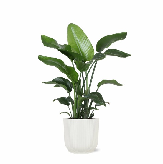 Strelitzia nicolai et son pot relief blanc - hauteur 80cm