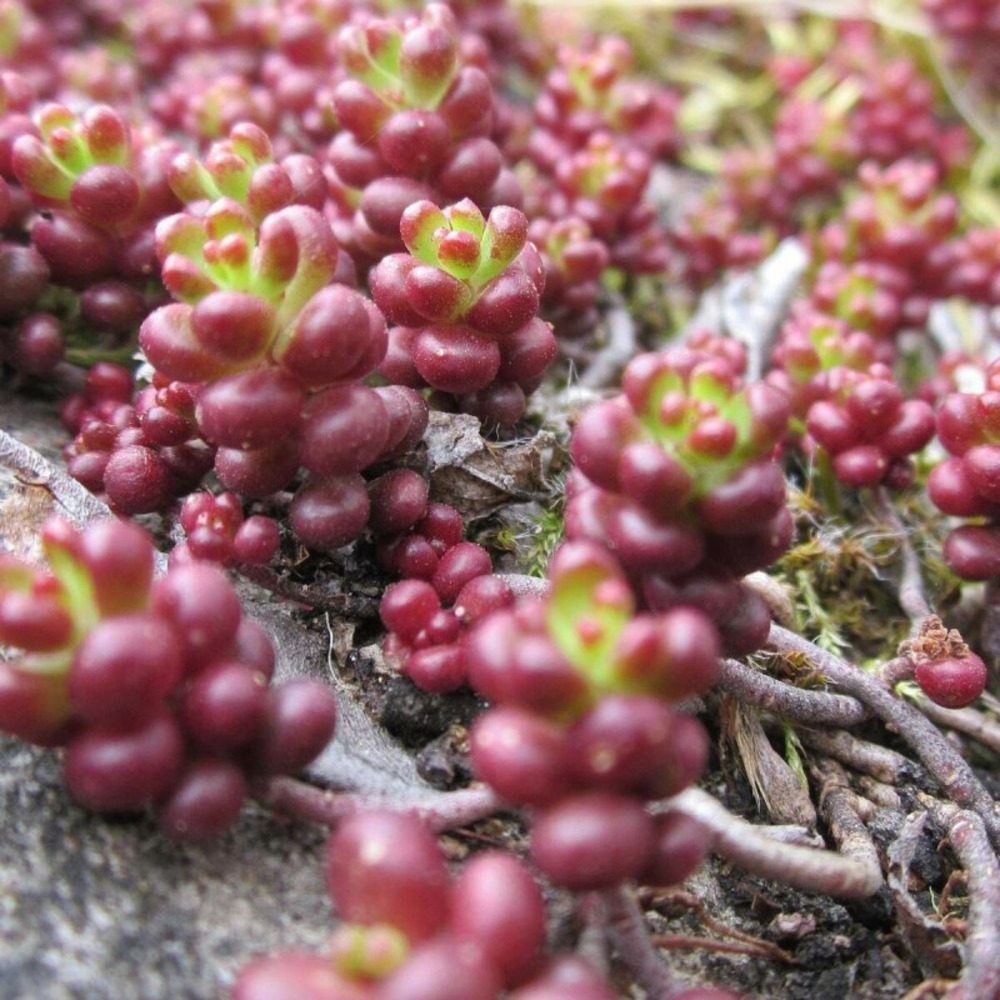 Orpin blanc murale, sedum lot de 9 godets