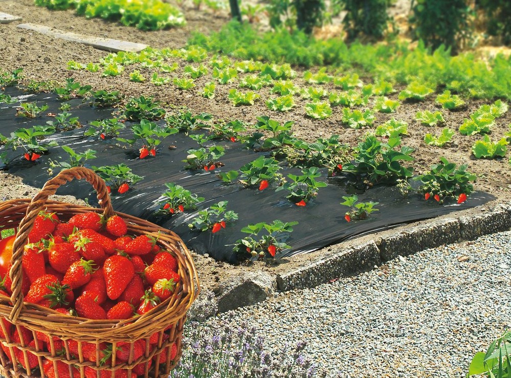 Film de paillage spécial fraises 