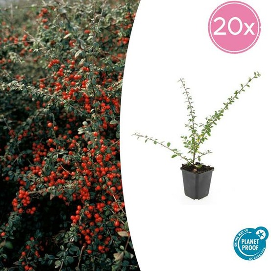 Cotonéaster de dammer 'coral beauty' x20 – entre 1,25 et 1,67m2