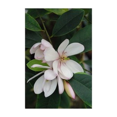 Magnolia 'fairy blush' - pot de 4 litres