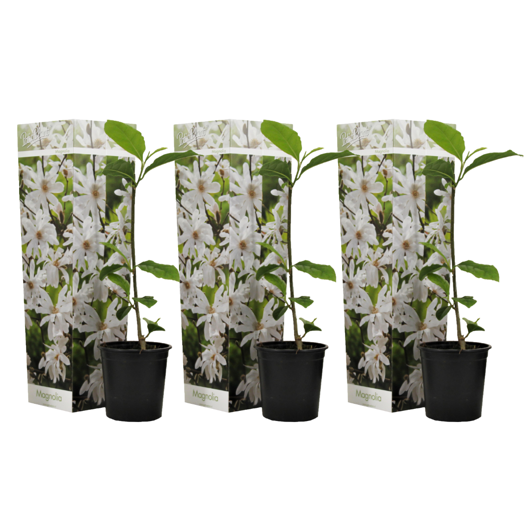 Set de 3 magnolias blanche - pot ⌀9 cm - h. 25-40cm (hauteur pot incluse)