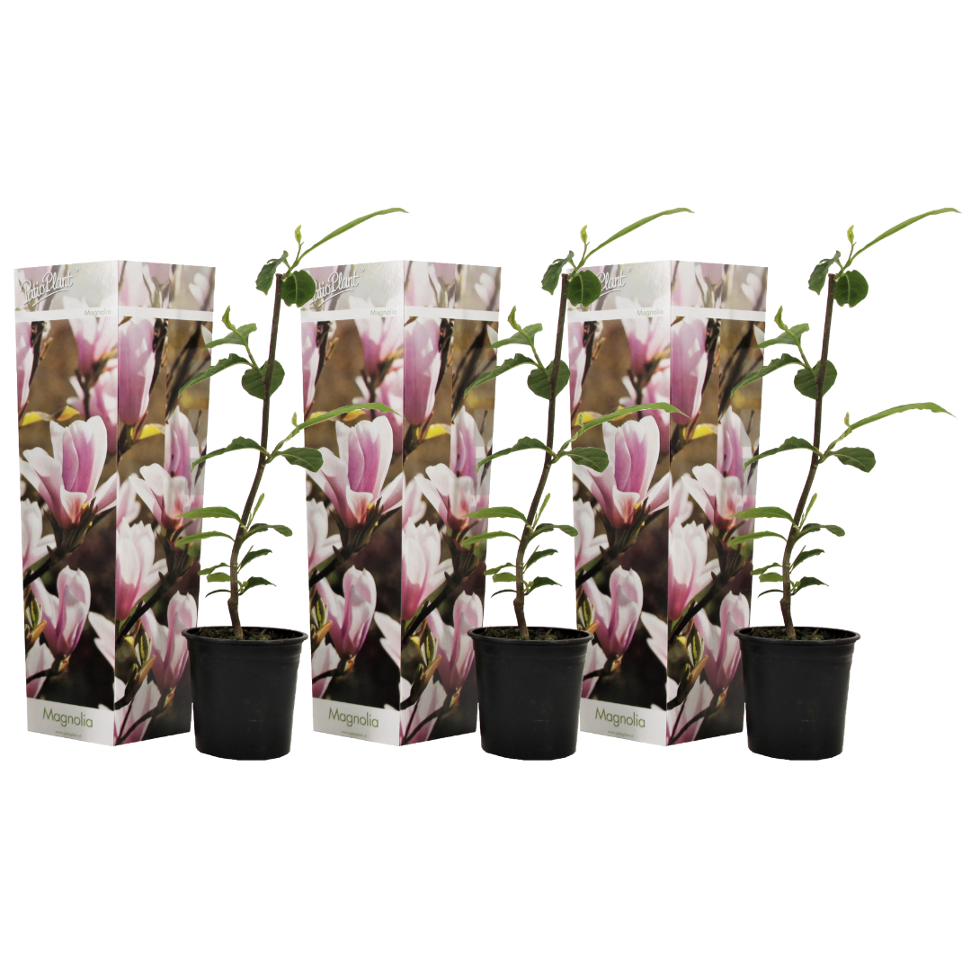 Set de 3 magnolias rose- pot ⌀9 cm - h. 25-40cm (hauteur pot incluse)