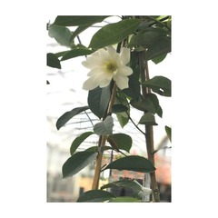 Magnolia 'fairy white' - pot de 4 litres