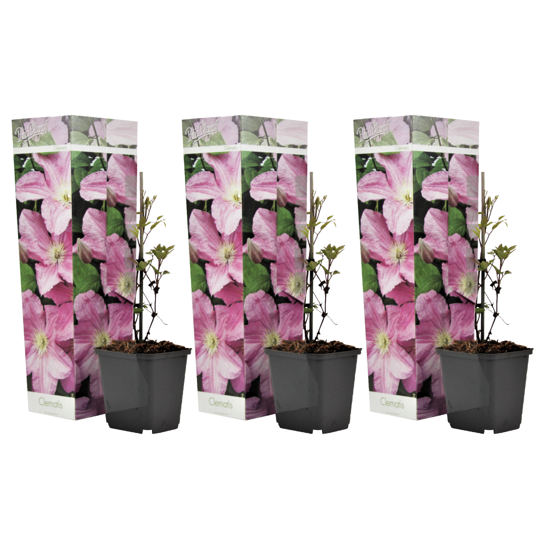 Set de 3 clematis rose- pot ⌀9cm - h.25-40cm (hauteur pot incluse)