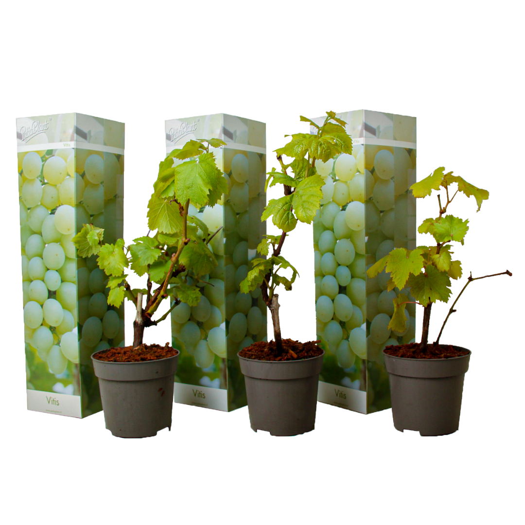 Set de 3 pieds de vigne blanche - pot ⌀9cm - h.25-40cm (hauteur pot incluse)