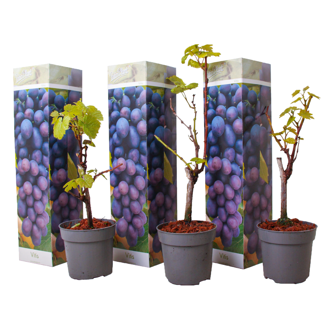 Set de 3 pieds de vigne bleu - pot ⌀9cm - h.25-40cm (hauteur pot incluse)