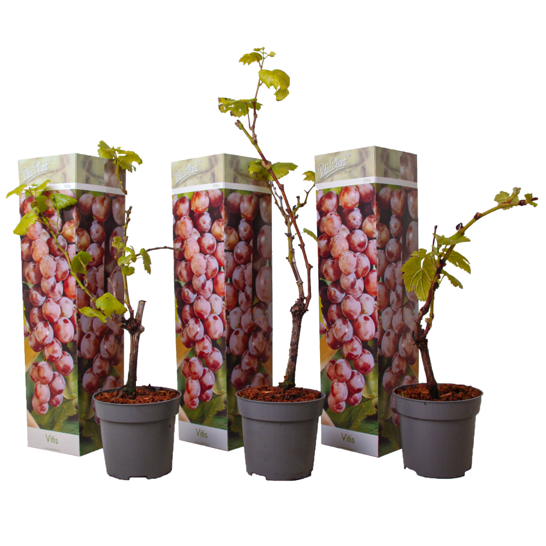 Set de 3 pieds de vigne rouge- pot ⌀9cm - h.25-40cm (hauteur pot incluse)