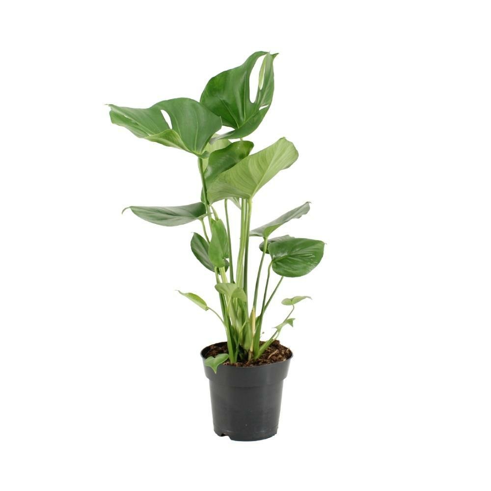 Monstera deliciosa - h60 cm - ø17 cm